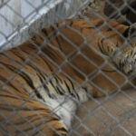 Mueren veinte felinos por gripe aviar en un santuario animal en el estado de Washington