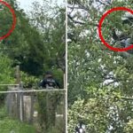 Migrante pasa ocho horas trepado en un árbol para no ser arrestado