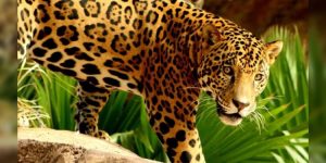 Confirman-presencia-de-54-jaguares-en-selvas-de-Tamaulipas-750x375