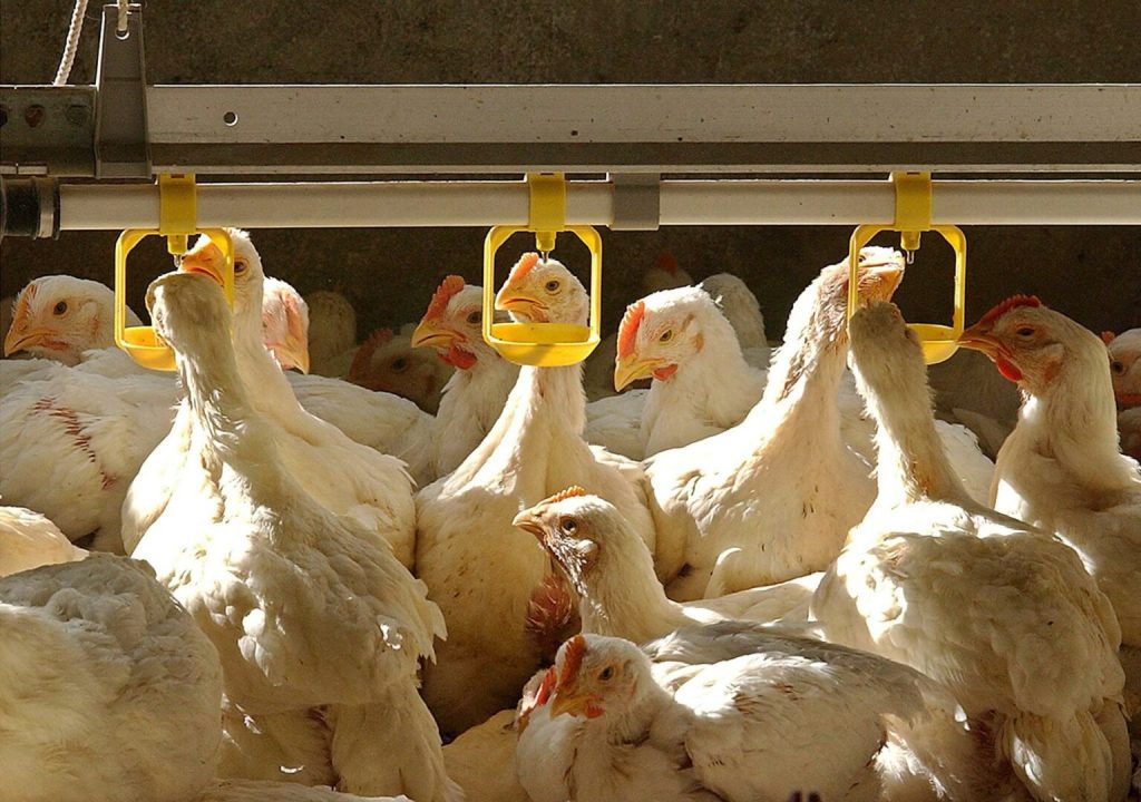 Detectan por primera vez en una granja de EE.UU. alpacas infectadas con gripe aviar